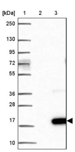 TAFA3/FAM19A3 Antibody, Novus Biologicals:Antibodies:Primary Antibodies